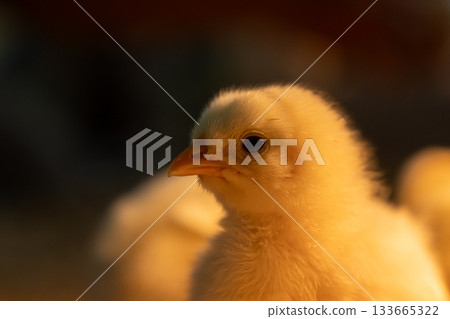 美女側臉 | 黑色背景 133665322