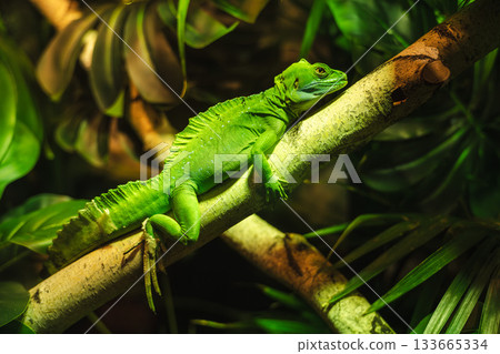 Green tropical lizard resting on a tree branch surrounded by dense jungle foliage under warm light 133665334
