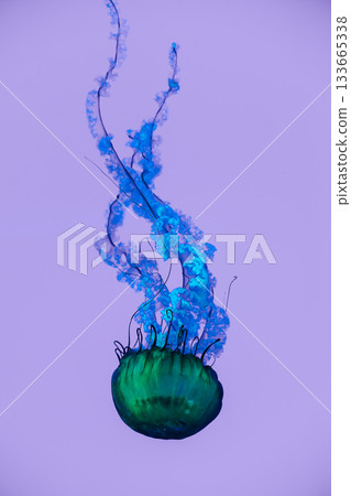 Green and blue jellyfish with long flowing tentacles on a purple background 133665338