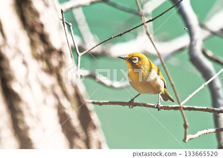 White-eye White-eye 133665520
