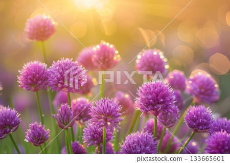 Vivid purple chives stretch towards the bright morning sun, their delicate blooms sparkling with dew, creating a breathtaking display of nature's beauty 133665601