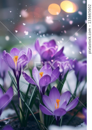 Purple crocuses thrive in a garden, their petals glistening under sunlight, creating a cheerful scene as spring awakens the landscape to vibrant colors Purple crocuses thrive in a garden, their petals glistening under sunlight, creating a cheerful scene as spring awakens the landscape to vibrant colors 133665602