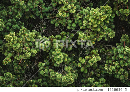 A lush expanse of pine trees is captured from above, revealing an intricate pattern of green needles and branching limbs that harmonize with the natural landscape A lush expanse of pine trees is captured from above, revealing an intricate pattern of green needles and branching limbs that harmonize with the natural landscape 133665645