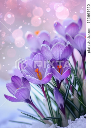 Amidst a peaceful garden, vivid purple crocuses flourish in full bloom, showcasing their delicate petals and bright stamens beneath a gentle morning light Amidst a peaceful garden, vivid purple crocuses flourish in full bloom, showcasing their delicate petals and bright stamens beneath a gentle morning light 133665650