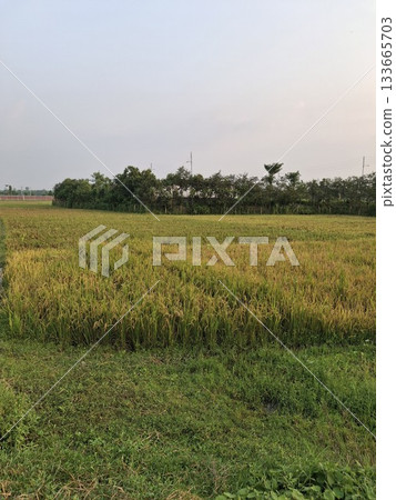 Golden rice field under a soft evening sky Golden rice field under a soft evening sky 133665703