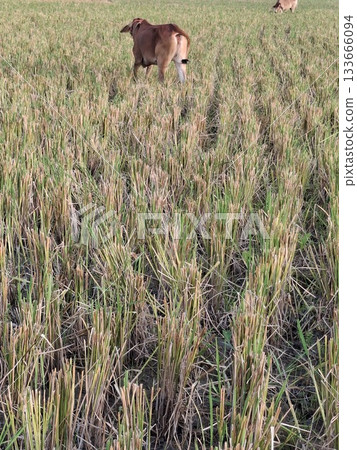 Brown calf grazing in a dry grass field under sunlight 133666094