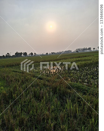 Cows grazing in a vast green field under a hazy sunset sky 133666096