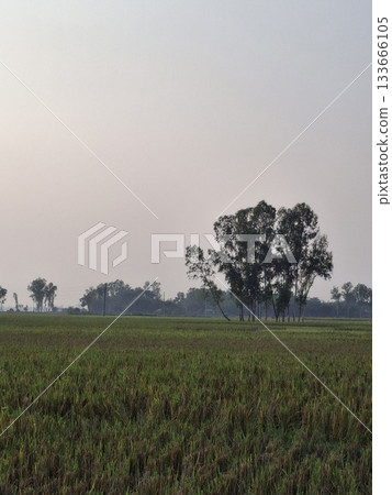 Vast green field under a hazy sky with distant trees Vast green field under a hazy sky with distant trees 133666105