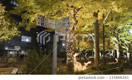 Illuminations on Nihon-Odori Street and autumn ginkgo leaves 133666261