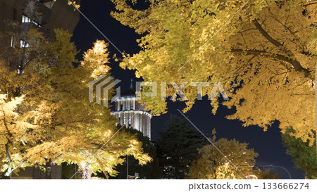 日本大通的燈光秀和秋日的銀杏葉 日本大通的燈光秀和秋日的銀杏葉 133666274