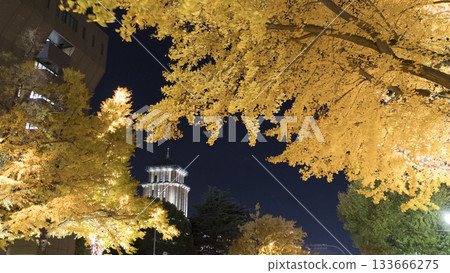 日本大通的燈光秀和秋日的銀杏葉 133666275