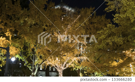 Illuminations on Nihon-Odori Street and autumn ginkgo leaves 133666280