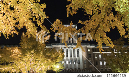 Illuminations on Nihon-Odori Street and autumn ginkgo leaves 133666289