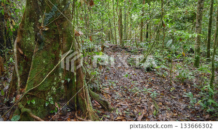 The dense jungle of Danum Valley in Borneo, Malaysia. The dense jungle of Danum Valley in Borneo, Malaysia. 133666302