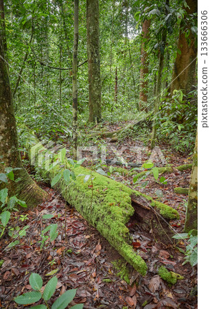 The dense jungle of Danum Valley in Borneo, Malaysia. 133666306