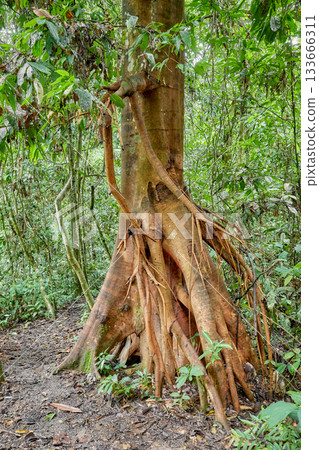The dense jungle of Danum Valley in Borneo, Malaysia. The dense jungle of Danum Valley in Borneo, Malaysia. 133666311