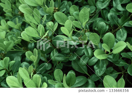 Natural pattern of green fence of buxus sempervirens. Lush boxwood leaves background. Buxus sempervirens rotundifolia 133666356