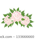light peach rose blooms surrounded by rich green leaves. The illustration is executed in watercolor, lending it a delicate, translucent quality with soft color transitions. 133666660