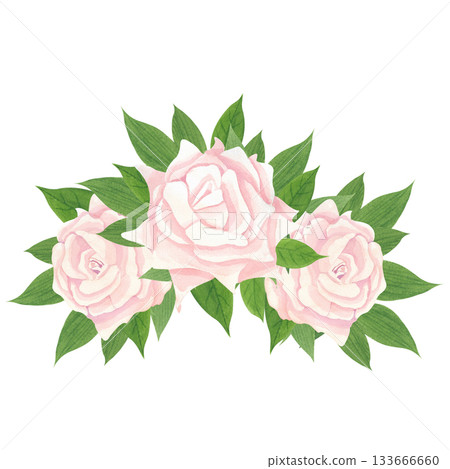 light peach rose blooms surrounded by rich green leaves. The illustration is executed in watercolor, lending it a delicate, translucent quality with soft color transitions. 133666660