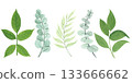 Watercolor herbs set. Green garden plants. Leaves and branches of fern, eucalyptus, olive 133666662