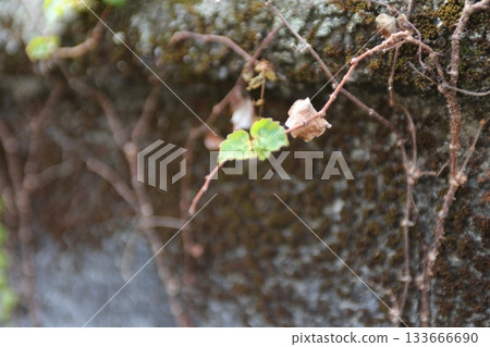 三片可愛的葉子和一片枯葉。 133666690