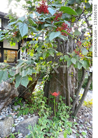 Red spider lilies at Minamigaoka Ranch (Nasu Town, Tochigi Prefecture) Red spider lilies at Minamigaoka Ranch (Nasu Town, Tochigi Prefecture) 133666708