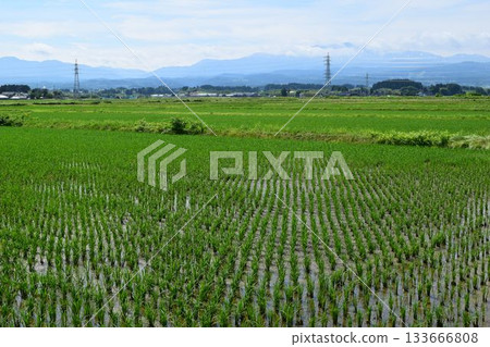 Rural scenery Shonai, Yamagata Prefecture, one of Japan's leading rice fields Rural scenery Shonai, Yamagata Prefecture, one of Japan's leading rice fields 133666808