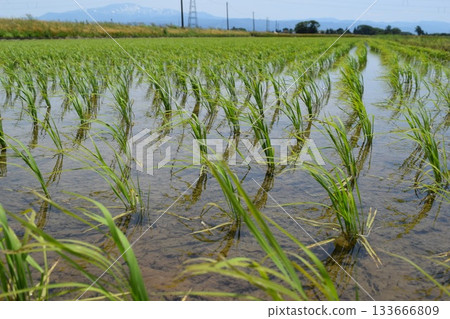 Rural scenery Shonai, Yamagata Prefecture, one of Japan's leading rice fields 133666809