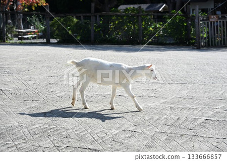 南丘農場的山羊（栃木縣那鬚町） 133666857