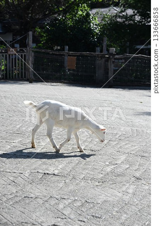 南丘農場的山羊（栃木縣那鬚町） 133666858