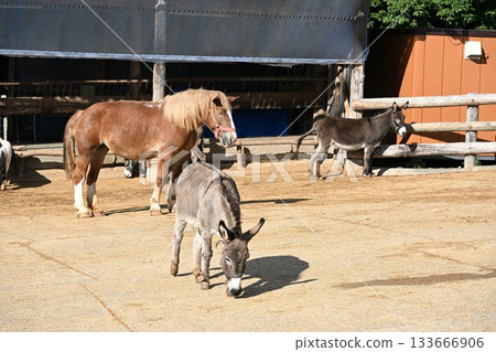 Grazing horses and donkeys at Minamigaoka Ranch (Nasu Town, Tochigi Prefecture) 133666906
