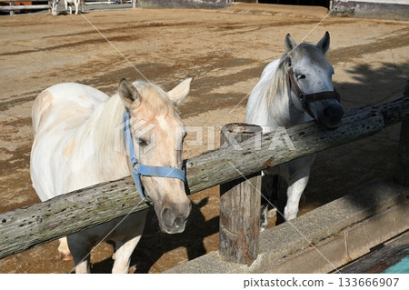 Grazing horses and donkeys at Minamigaoka Ranch (Nasu Town, Tochigi Prefecture) 133666907