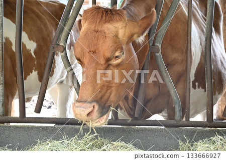 Guernsey cattle from Minamigaoka Farm (Nasu Town, Tochigi Prefecture) 133666927