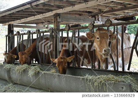 來自南丘農場（栃木縣那鬚町）的根西牛 133666929