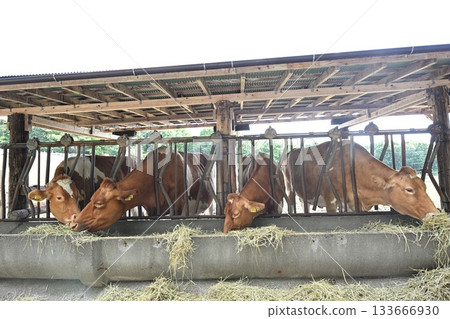 Guernsey cattle from Minamigaoka Farm (Nasu Town, Tochigi Prefecture) Guernsey cattle from Minamigaoka Farm (Nasu Town, Tochigi Prefecture) 133666930