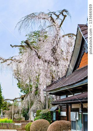 山梨縣慈恩寺的糸櫻 山梨縣慈恩寺的糸櫻 133666989
