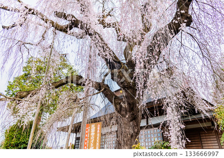 山梨縣慈恩寺的糸櫻 133666997