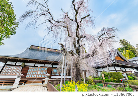 山梨縣慈恩寺的糸櫻 山梨縣慈恩寺的糸櫻 133667003