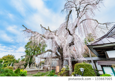 Itosakura at Jionji Temple in Yamanashi 133667005