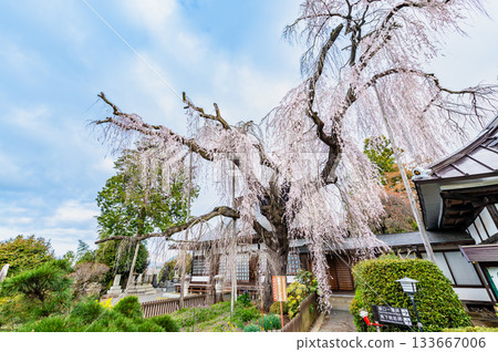 Itosakura at Jionji Temple in Yamanashi 133667006