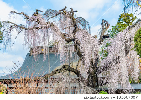 Itosakura at Jionji Temple in Yamanashi 133667007