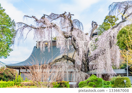 Itosakura at Jionji Temple in Yamanashi 133667008