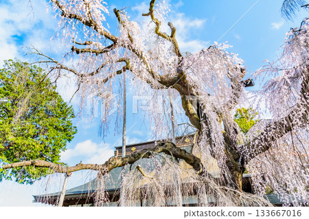 Itosakura at Jionji Temple in Yamanashi 133667016