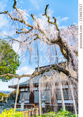 山梨縣慈恩寺的糸櫻 山梨縣慈恩寺的糸櫻 133667017