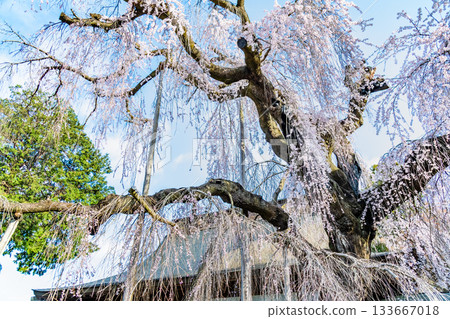 山梨縣慈恩寺的糸櫻 山梨縣慈恩寺的糸櫻 133667018