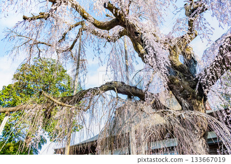 山梨縣慈恩寺的糸櫻 133667019