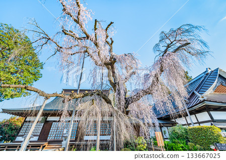 山梨縣慈恩寺的糸櫻 133667025