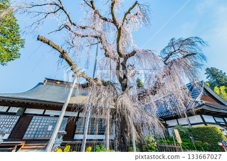 山梨縣慈恩寺的糸櫻 山梨縣慈恩寺的糸櫻 133667027