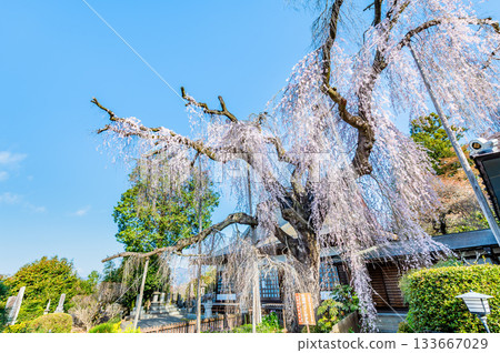 山梨縣慈恩寺的糸櫻 山梨縣慈恩寺的糸櫻 133667029