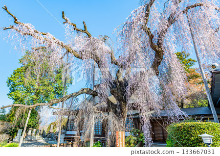 山梨縣慈恩寺的糸櫻 山梨縣慈恩寺的糸櫻 133667031